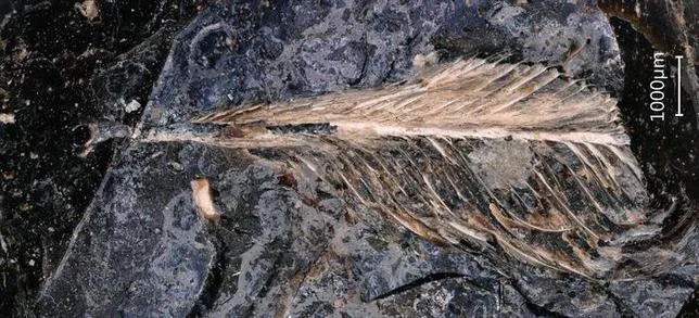 Les oiseaux préhistoriques qui ont survécu jusqu’à maintenant avaient un plumage isolant