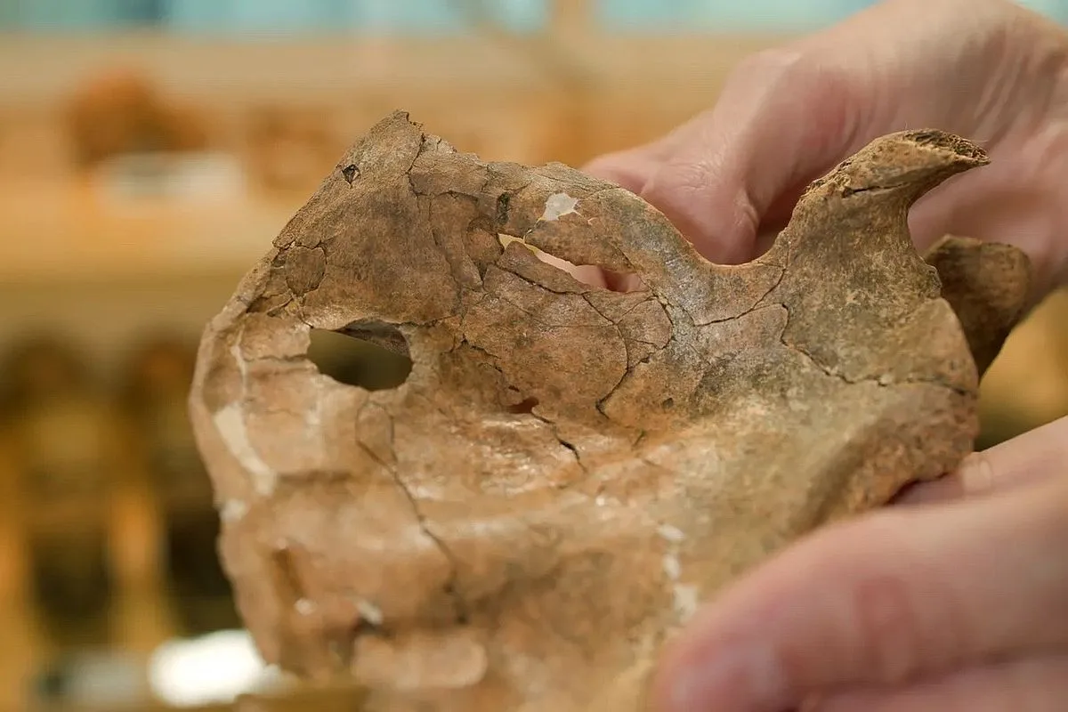Неандертальцы были совсем не милыми - раскрыто 75000-летнее убийство