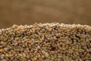 FDA mantém projeções para produção de soja e milho do Brasil em 2026/2027