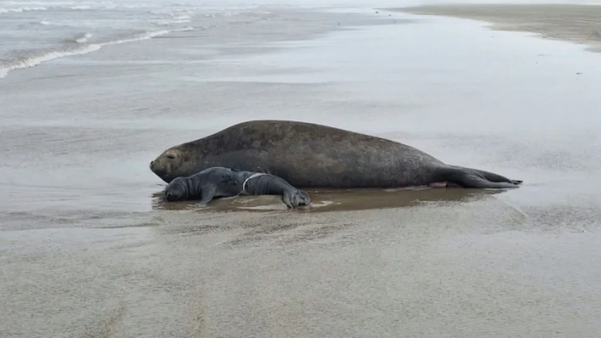 Primeiro filhote de elefante-marinho da história do RS nasce em beira de praia; nascimento é o 3º registrado no Brasil, aponta biólogo