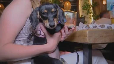 Hunde am Esstisch? Aber bitte!