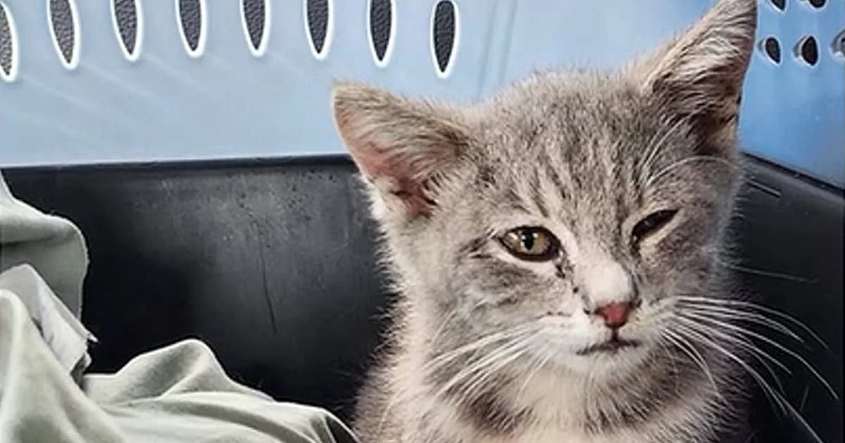 Etats-Unis. Coincé sous le châssis d'une voiture, un chaton survit à un périple de 1 300 km