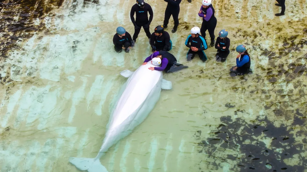 'I tried to say goodbye and tried to tell him I love him': Canada's last captive whales leave Marineland