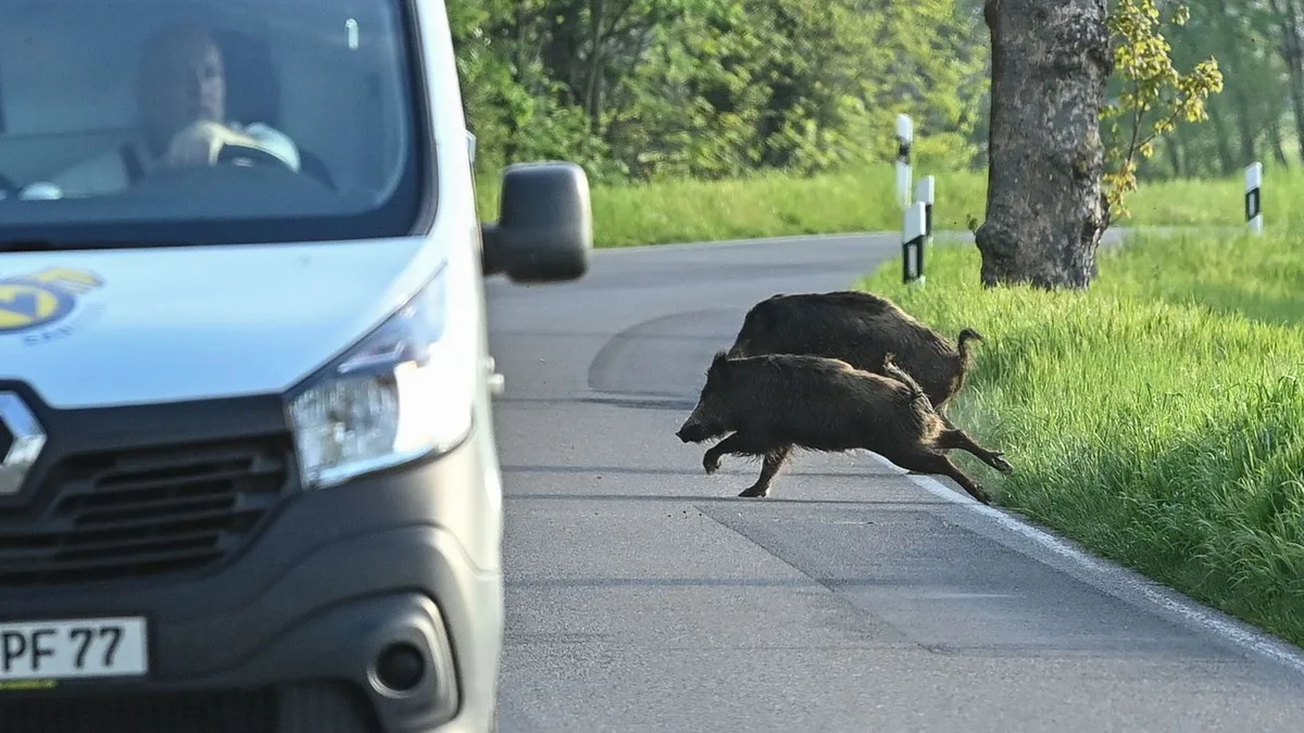Gefährliche Zusammenstöße: Warum turtelnde Wildtiere im Herbst für mehr Unfälle sorgen
