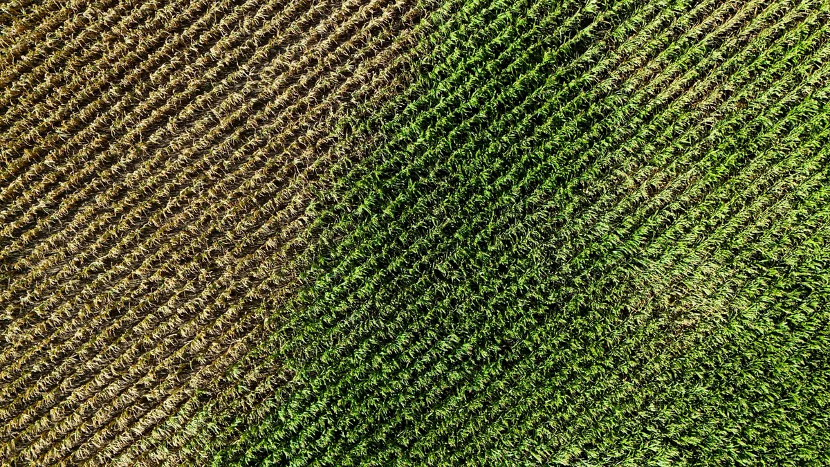 30% d'herbicides en moins: en Alsace, des aides aux agriculteurs qui préservent l'eau (et c'est "très rentable" pour les agriculteurs)