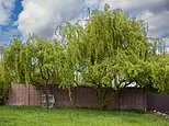 Can we force council to trim back willow trees overhanging in our garden even though they claim they have a 'lack of funds' to do the work?