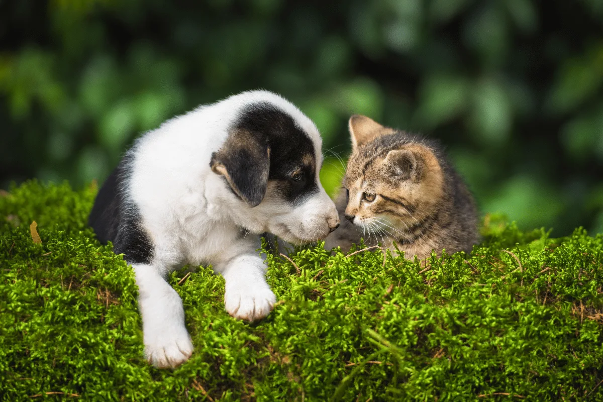 Adotou cachorro e gato? Veja 10 duplas de nomes criativas inspiradas em comidas e personagens
