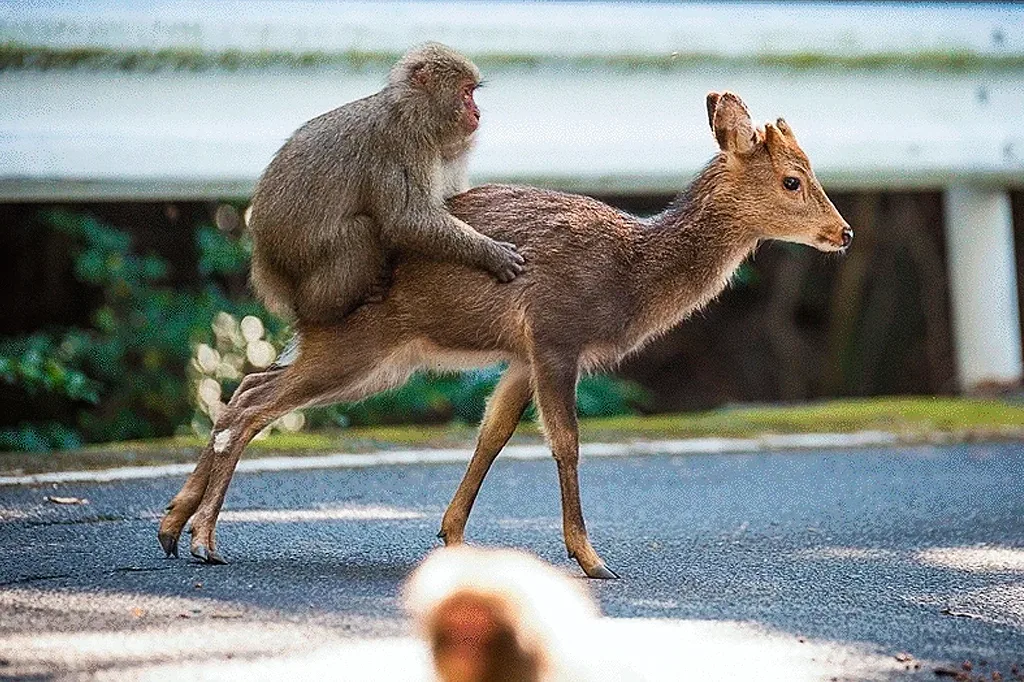 Não somos os únicos: primatas também têm “animais de estimação”