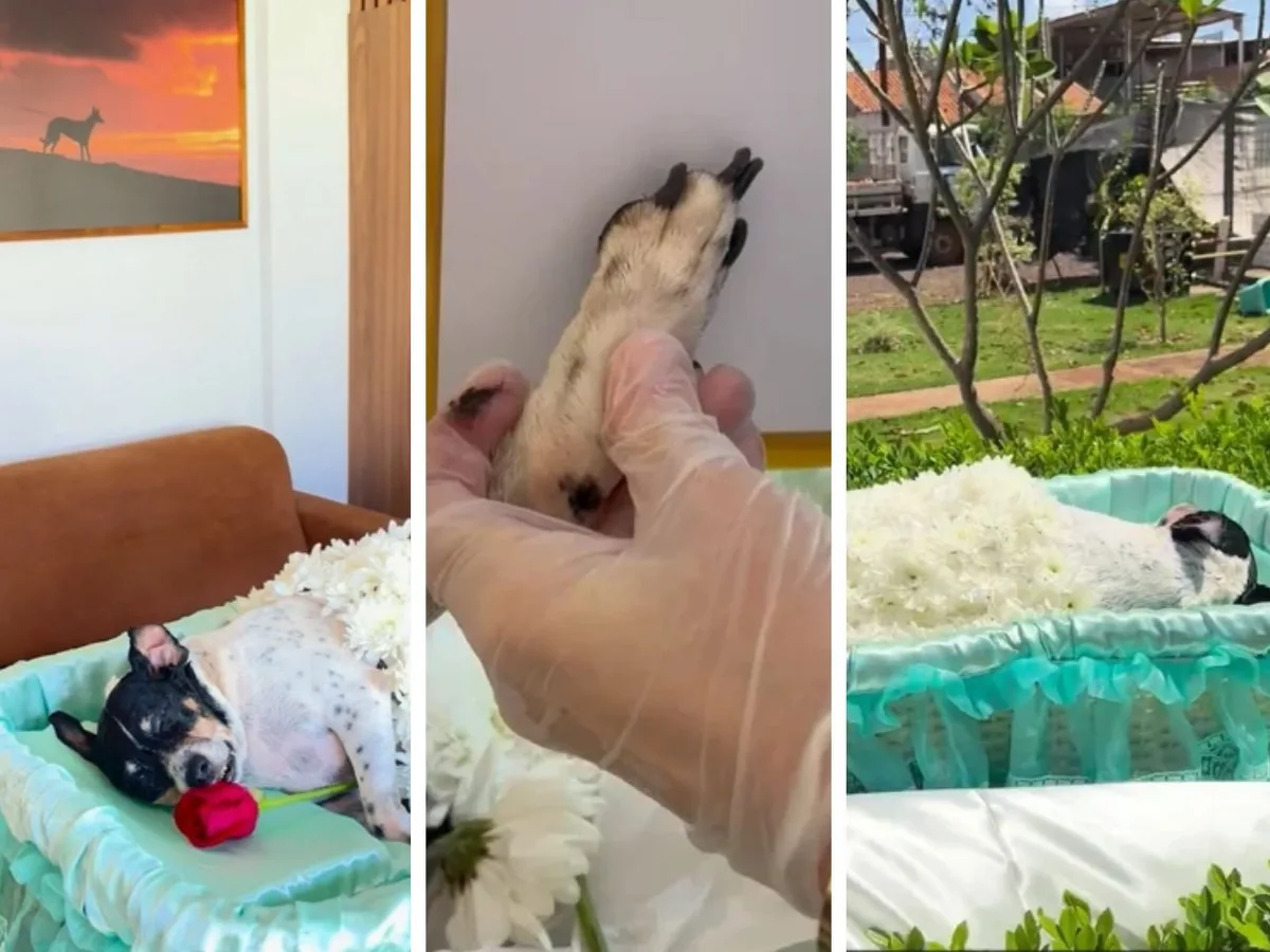 Vídeo: Cachorrinha é cremada após ser velada ao lado de pai e filhas mortos em acidente na BR-163