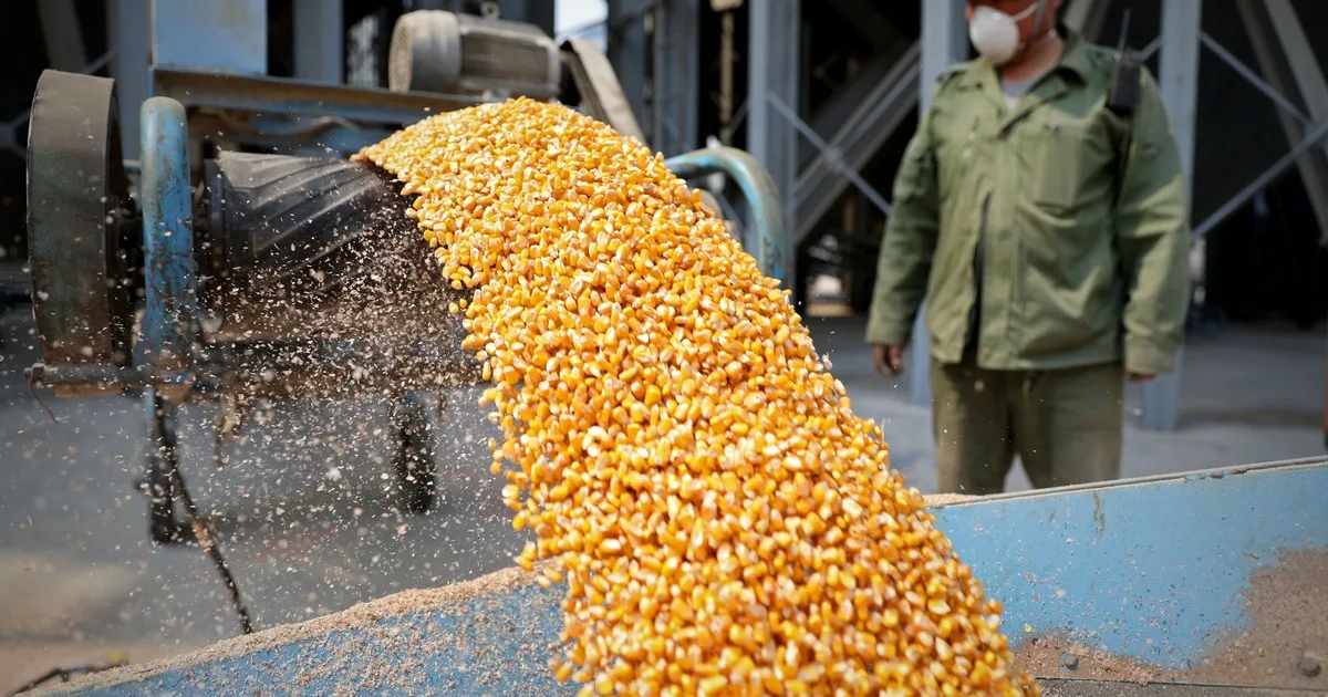 Los granos reaccionaron al USDA: subieron en Chicago y sostienen las ganancias de los últimos meses