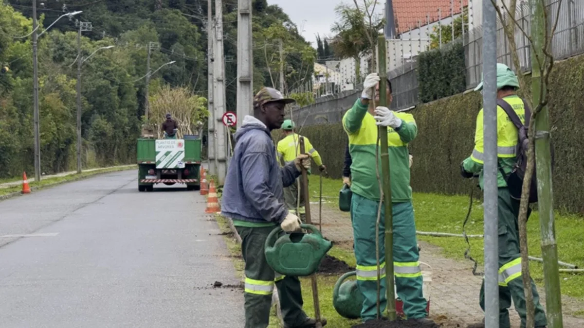 Curitiba planta árvores para diminuir ondas de calor em bairros mais quentes da cidade