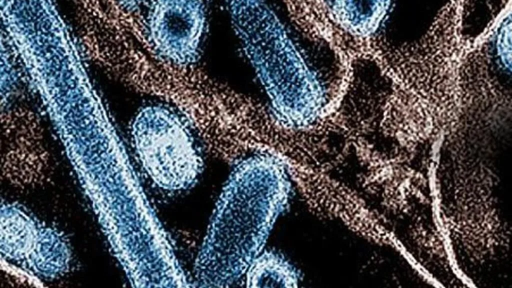 Almost 10,000 birds to be jabbed under bird flu vaccination program