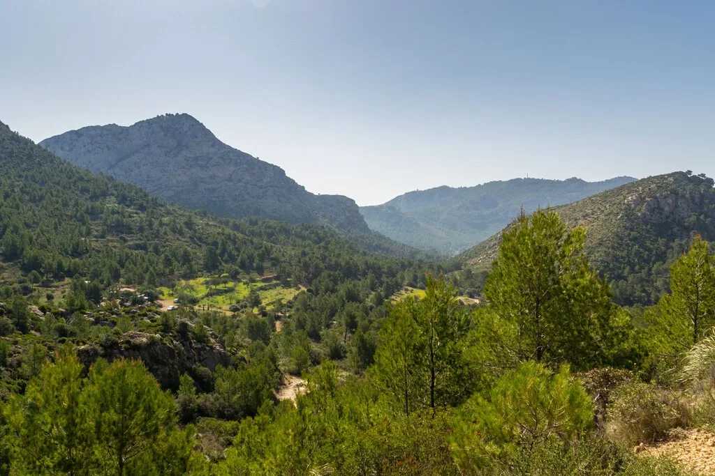 Mallorca se enfrenta a un dilema para salvar sus acuíferos: plantar un millón de árboles o construir otra gran desaladora