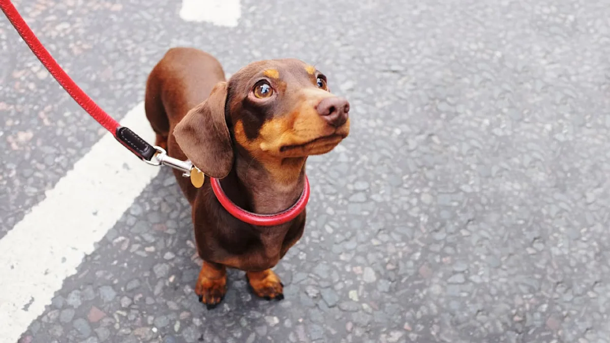 Tierarzt klärt auf - Was bedeutet eine trockene Nase beim Hund?
