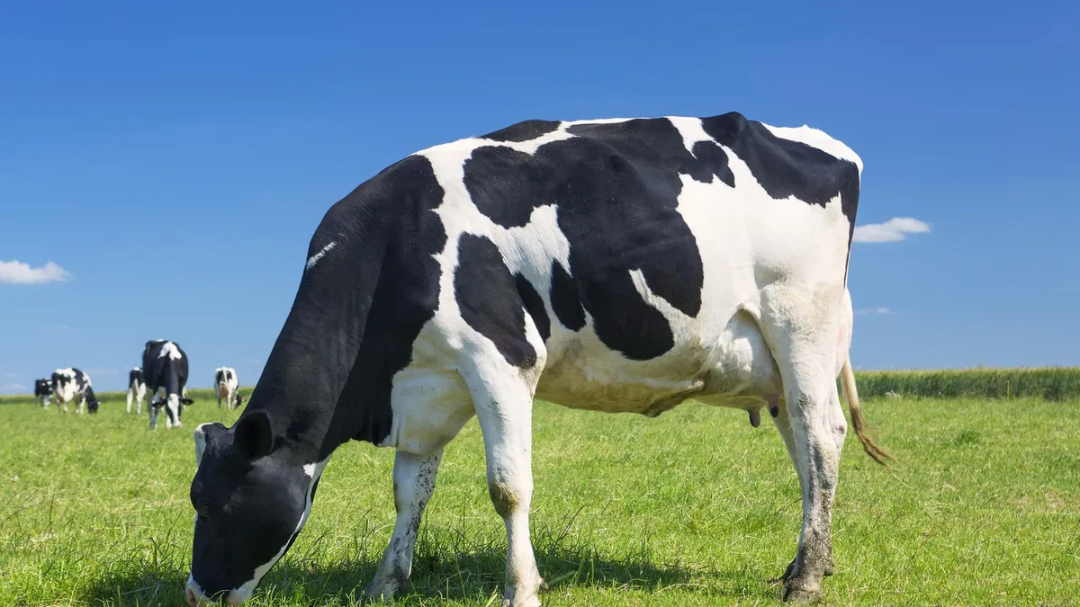 Entró en vigor: los ganaderos podrán cobrar por la leche que dejan de producir cuando la fauna protegida mata una vaca
