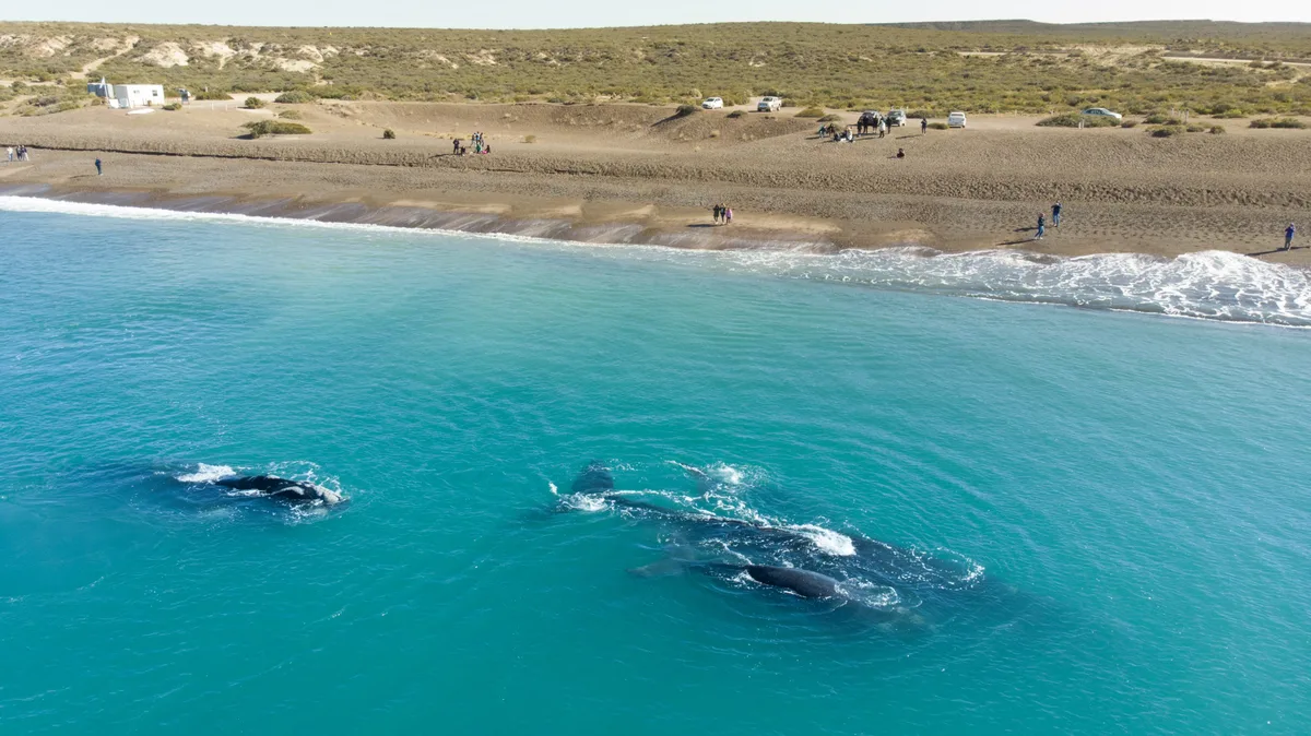 Buscan voluntarios para vivir gratis en Puerto Madryn: ofrecen alojamiento a cambio de 4 horas diarias y un día libre a la semana