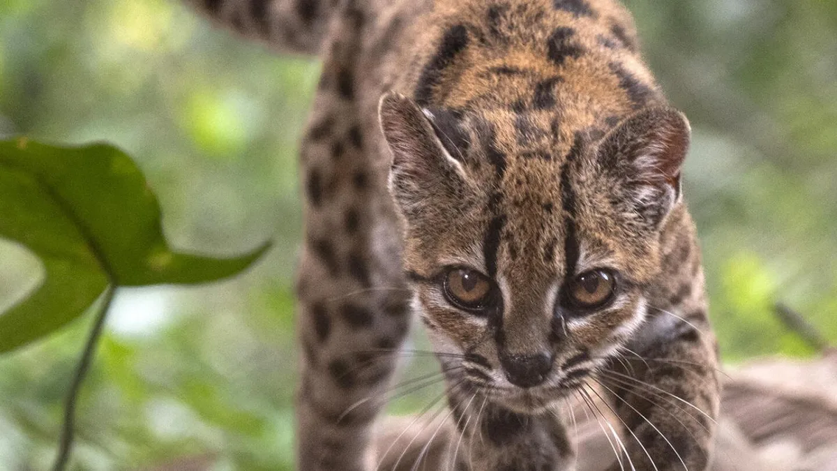 Parecía un gato conocido, pero su ADN reveló una gran sorpresa: descubren una nueva especie felina, por primera vez en más de 100 años
