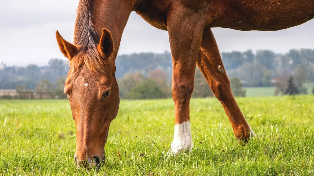 Folgen der Dürre - Was vertrocknete Weiden für Pferde im Freien bedeutet