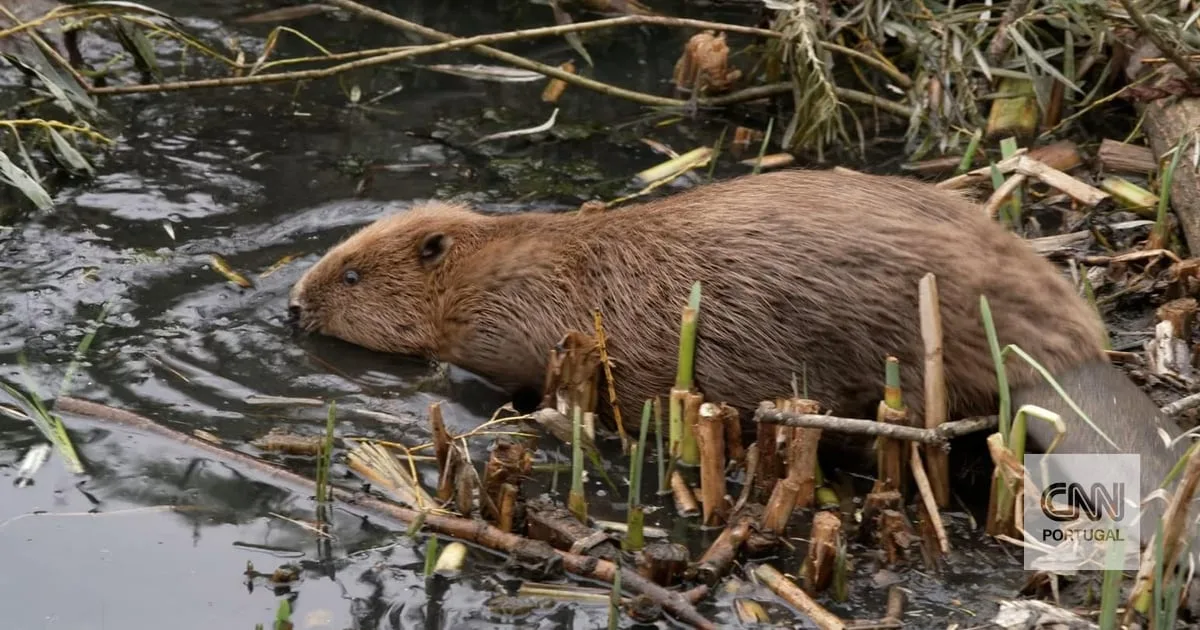 Esta cidade tinha um problema de inundações. Por isso, recorreu a um animal que estava extinto na região há 400 anos