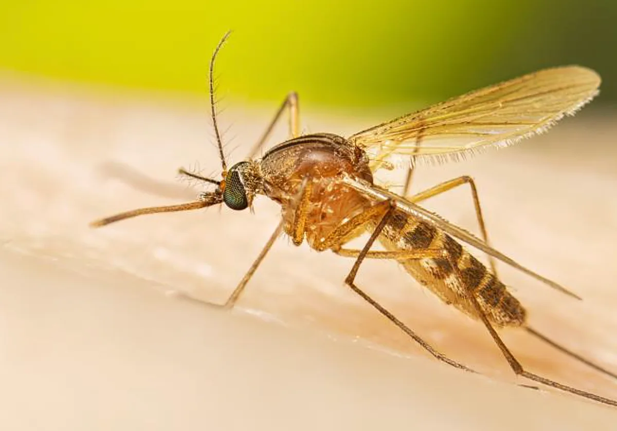Nuevo positivo de Fiebre del Nilo Occidental en un caballo en Gran Canaria