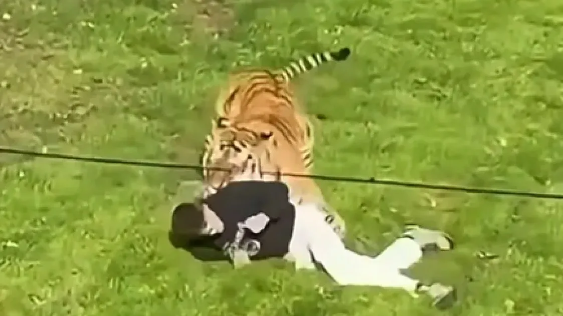 Homem morre após ser atacado por tigre em jardim zoológico no Reino Unido