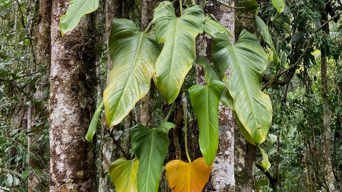 Nova espécie de planta é descoberta em fotografias de observação de aves no ES