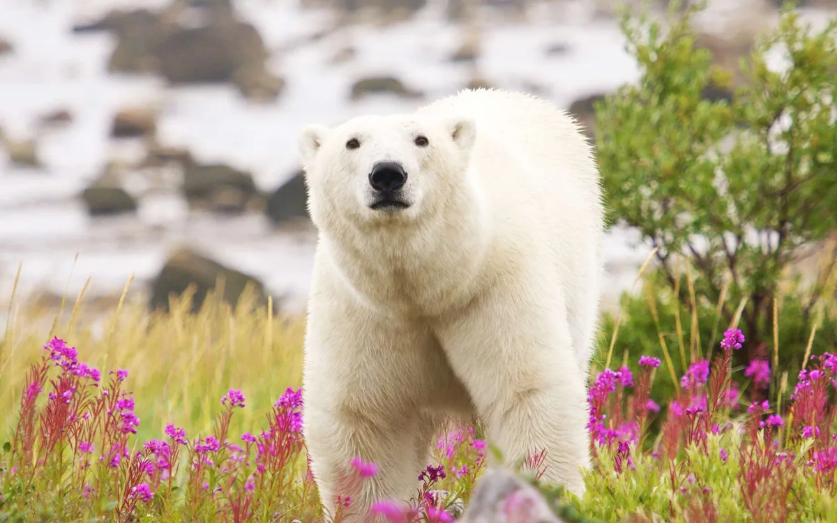 Des collines fleuries aux glaciers qui grondent : récit d’un été dans un Groenland en plein bouleversement