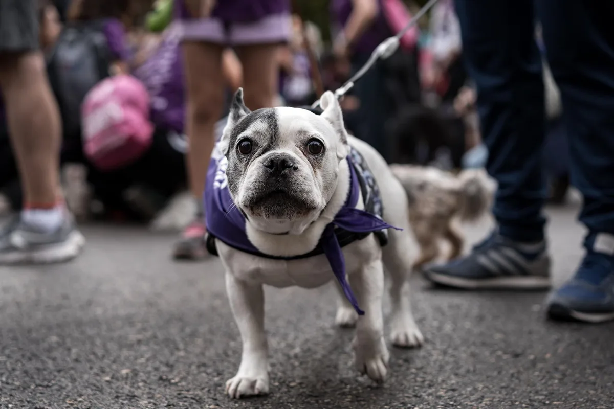 Sumar pide al Gobierno un protocolo nacional de actuación ante accidentes de tráfico con animales de compañía