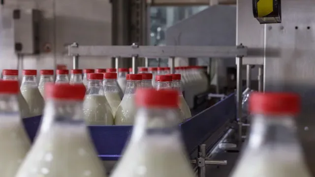 Produtores da Terceira recebem pelo leite "o pior preço pago na Europa"