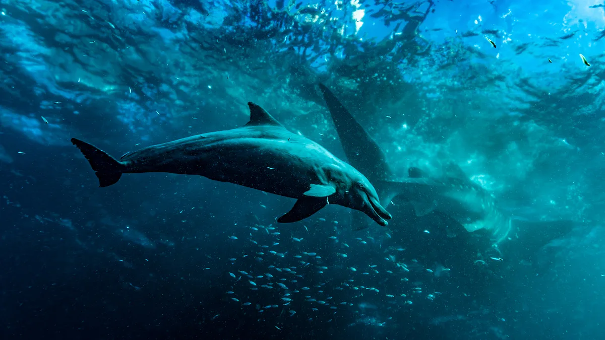 Fressverhalten: Ein Delfin bringt Fische zum Kotzen – und frisst das Erbrochene