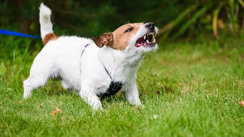 Doctors are treating record numbers of kids bitten by dogs – and most are their pets