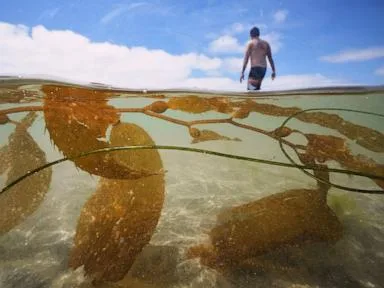 California officials allow plans for the country's biggest kelp farm to move forward