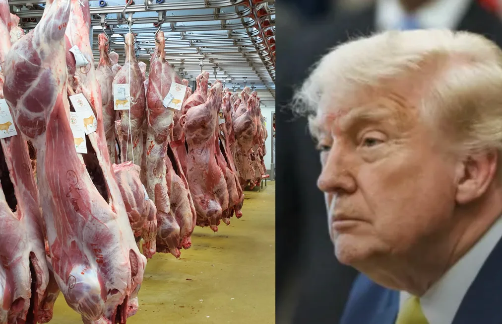 Desesperado, Trump importa carne e enfurece MAGA