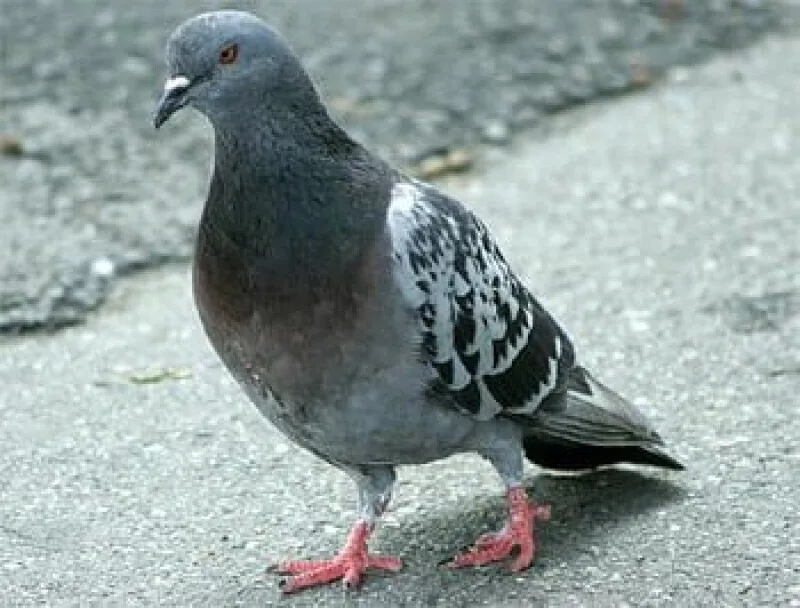 Pigeon-powered internet packet goes under the hammer at Christie's