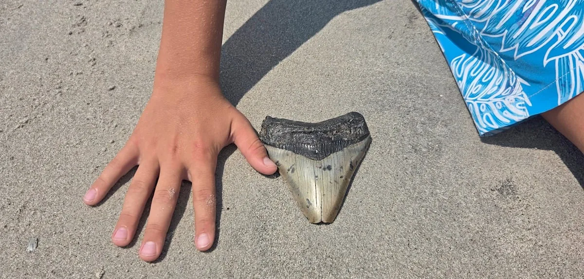 Bei einem Spaziergang findet der 11-jährige Bo einen Beweis für den Megalodon