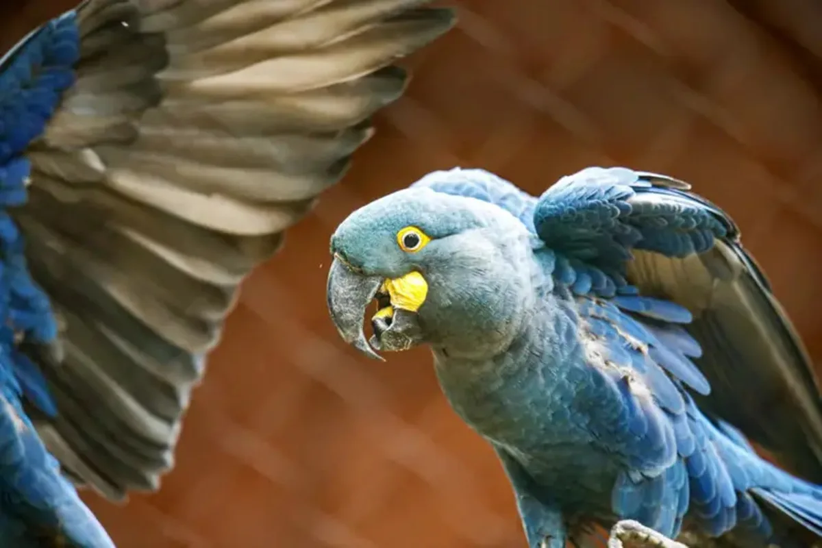 Mais duas aves brasileiras entram na lista de espécies ameaçadas de extinção