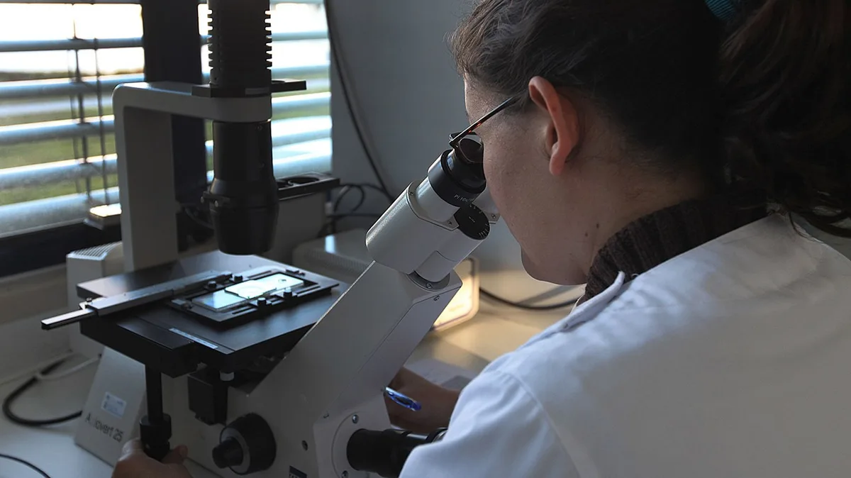 Cientistas criam novo mapa molecular do autismo com ajuda de inteligência artificial