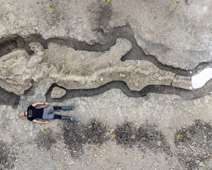 The Guardian view on the export of fossils: they deserve national treasure status | Editorial