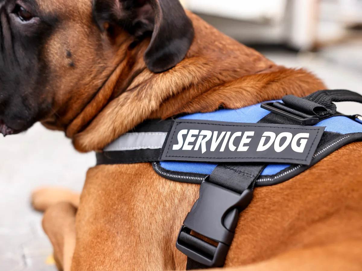 HR giant ordered to pay $400,000 to job applicant who wanted to bring a service dog to work