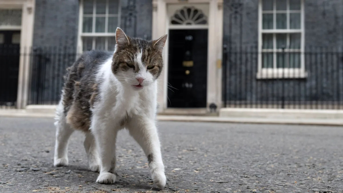 Großbritannien: Kater Larry widerspricht seiner Todesnachricht
