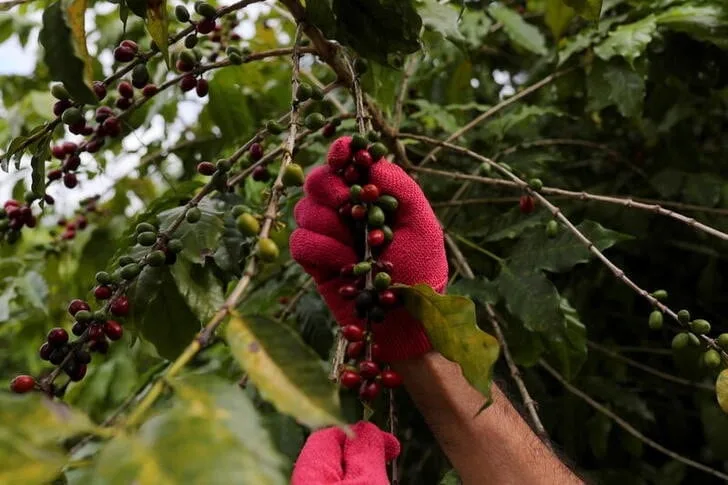 La falta de lluvias golpea al café, el azúcar y el maní en Nicaragua