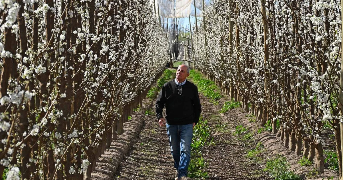 Dejó de producir peras y se diferenció en la fruticultura de la Patagonia: plantó la mitad de sus chacras con estos frutales