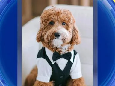 WATCH: David's Bridal puppy collection