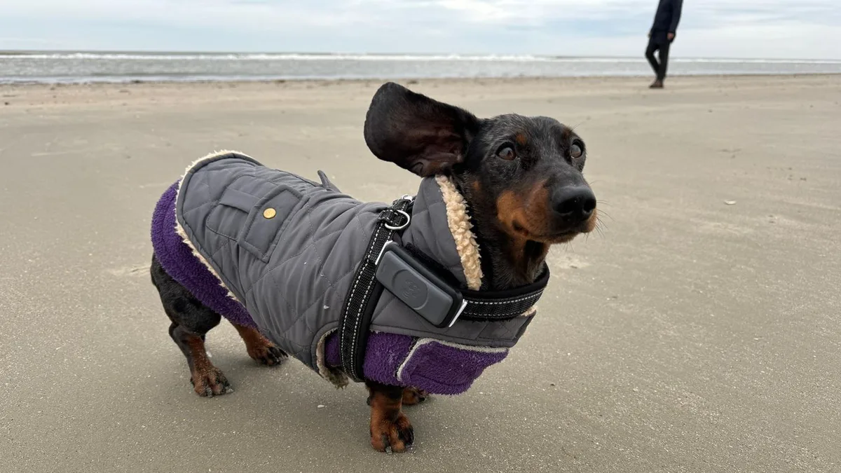 Sinkende Temperaturen: Wann ist eine warme Jacke für Hunde sinnvoll – und wann nicht?