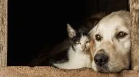 A pessoa favorita de um gato é aquela que sempre aparenta estar um pouco mais distante? Entenda