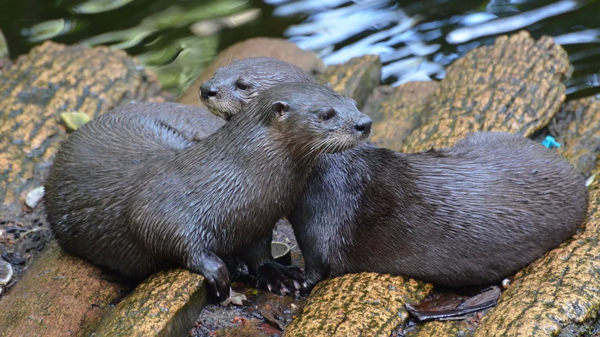 Lontra se recupera de ataque de cães e volta à natureza em Joinville