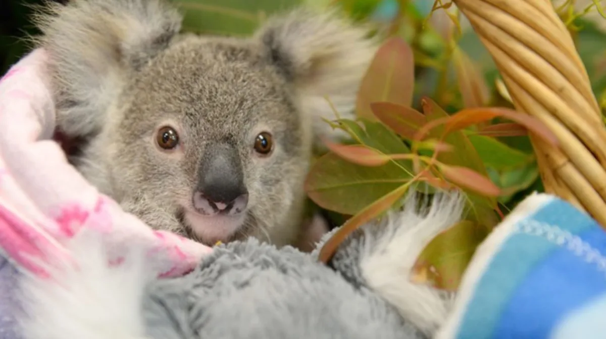 Compraron 1.416 hectáreas para salvar koalas, plantaron 44.000 eucaliptos y 30 años después recibieron la mejor noticia