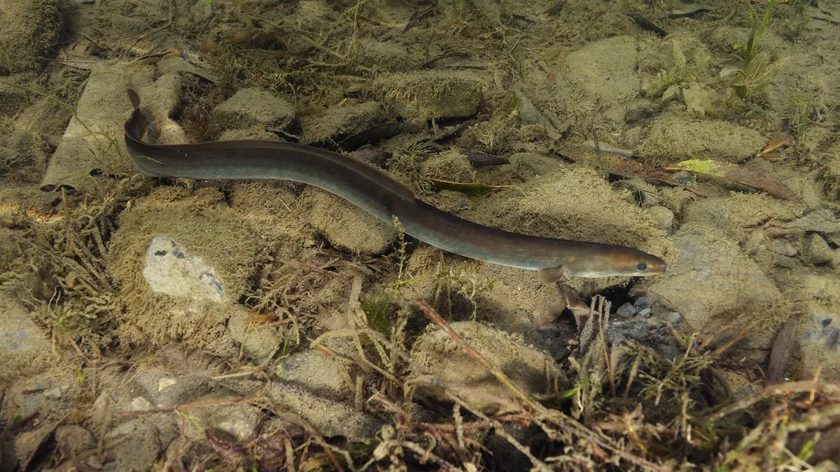 Eels keep dying in hydro dam turbines. A new design could change that