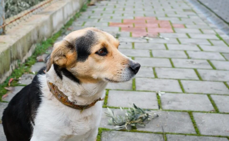 Briga por causa de cachorro vira caso de polícia após agressões, ameaças e até tijolada na cabeça de mulher em Ponta Grossa
