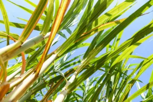 Empresa deve recuperar vegetação nativa atingida por incêndio, decide TJ-SP
